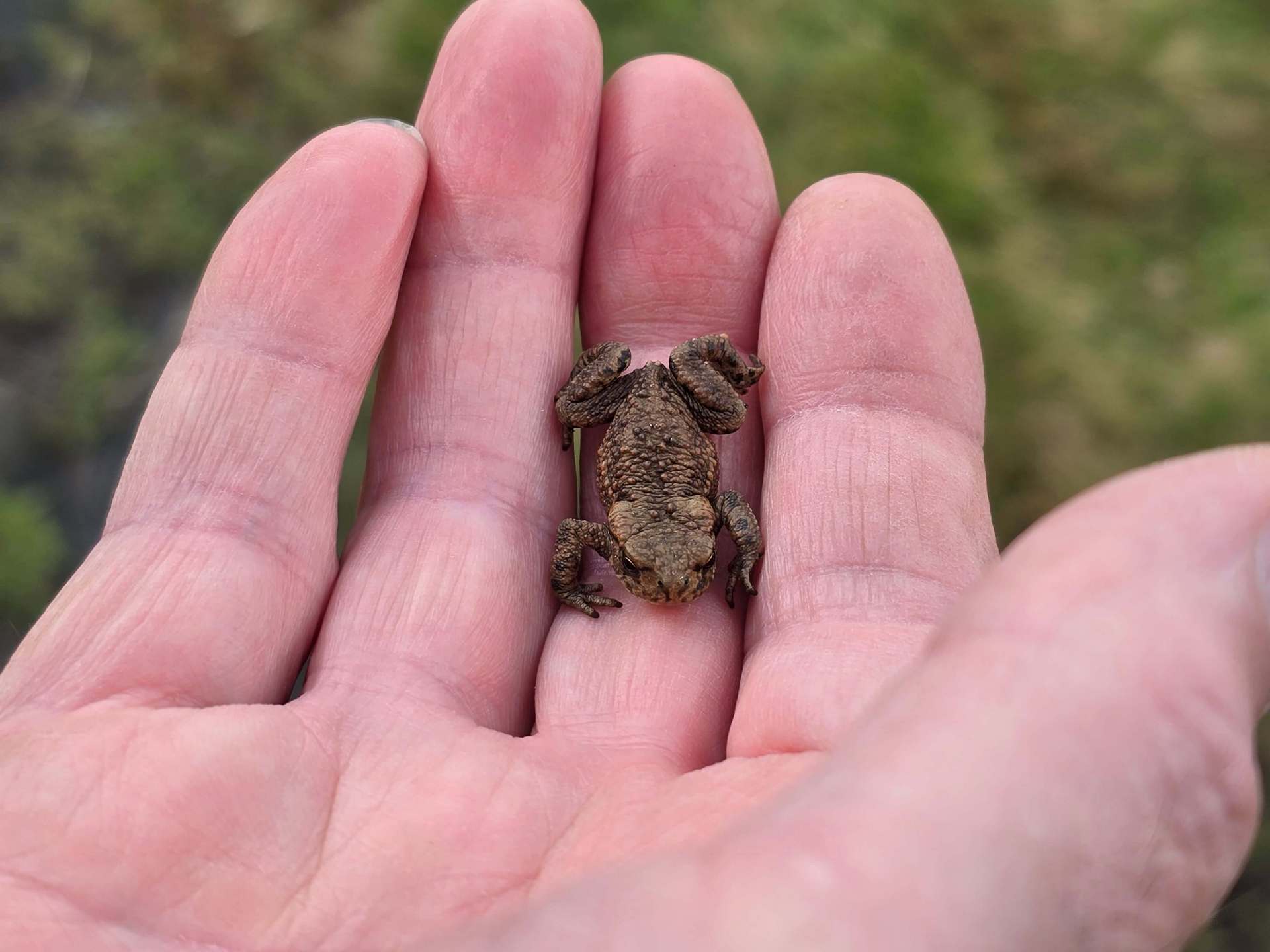 A Baby Toad